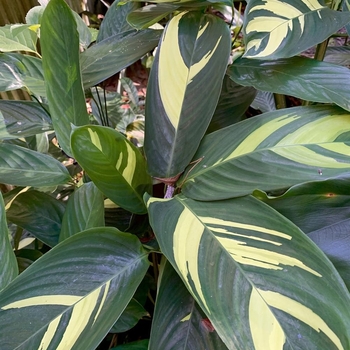 Ctenanthe lubbersiana 'Golden Mosaic' 
