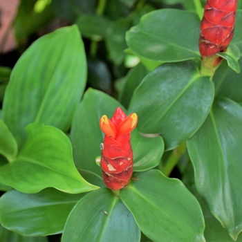 Costus woodsonii