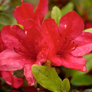 Rhododendron Southern Indica Hybrid 'Red Formosa' 