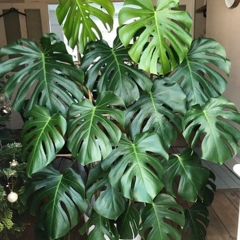 Monstera deliciosa
