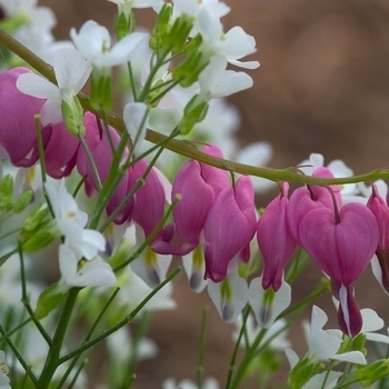 Dicentra formosa