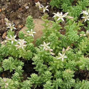 Sedum diffusum 'Potosinum' 