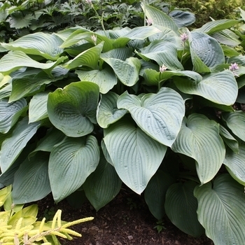 Hosta 'Appletini' 