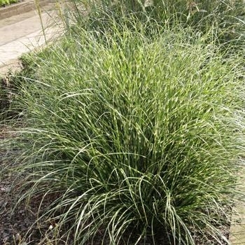 Miscanthus senensis 'Little Fountain' 