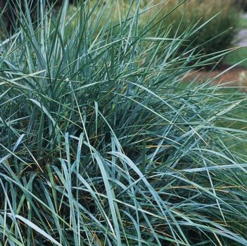 Elymus magellanicus