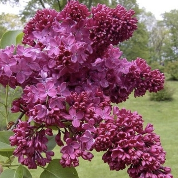 Syringa vulgaris 'President Grevy' 