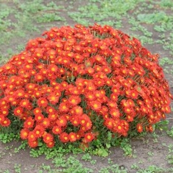 Chrysanthemum x morifolium 'Dark Bronze' USPP 21,196