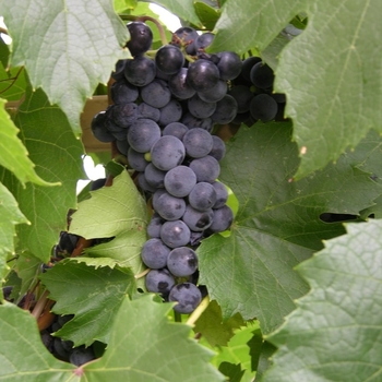 Vitis 'St. Theresa Seedless'
