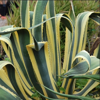 Agave americana var. medio-picta 'Aurea'