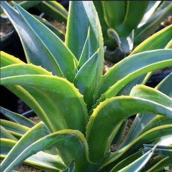 Agave desmettiana 'Variegata' 
