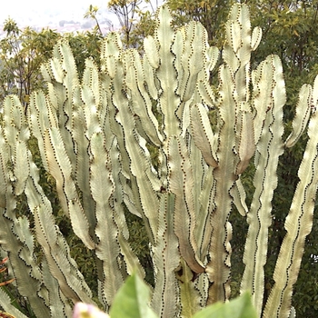 Euphorbia ammak 'Variegata' 