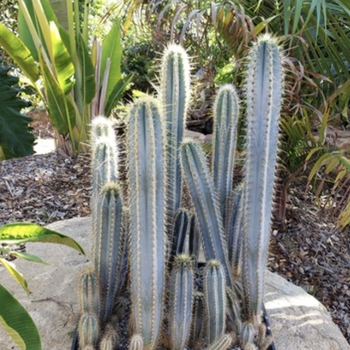 Pilosocereus azureus