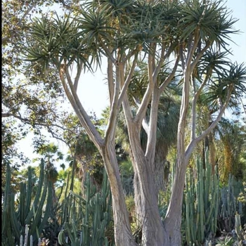 Aloe barberae (bainesii)