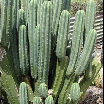 Echinopsis pachanoi