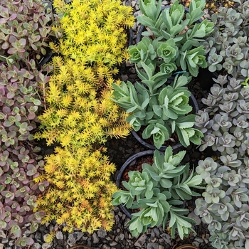 Sedum 