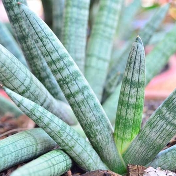 Sansevieria cylindrica