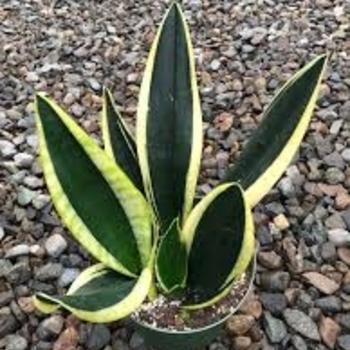 Sansevieria trifasciata 'Black Gold' 