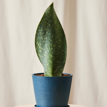 Sansevieria masoniana