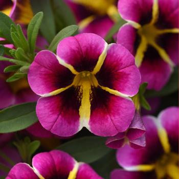 Calibrachoa MiniFamous&reg; Neo 'Pink Hawaii'