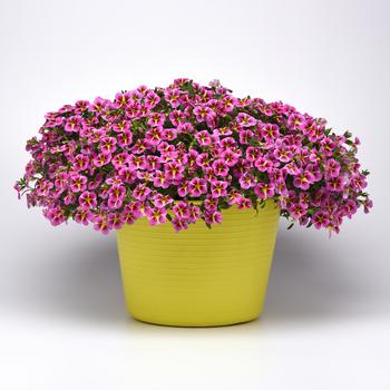 Calibrachoa MiniFamous&reg; Neo 'Pink Hawaii' (315102)