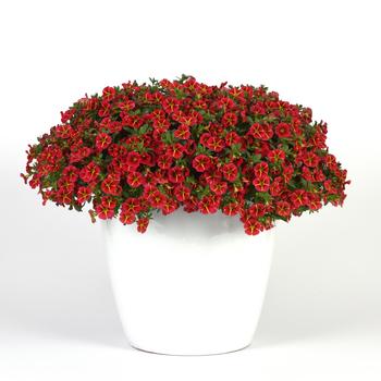 Calibrachoa MiniFamous&reg; Neo 'Red Hawaii' (315103)