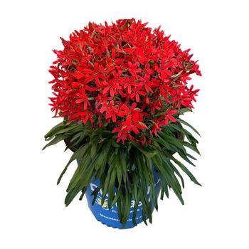 Silene virginica 'Forged by Fire™' PP36,247