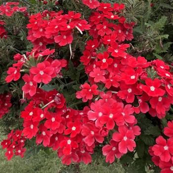 Verbena 