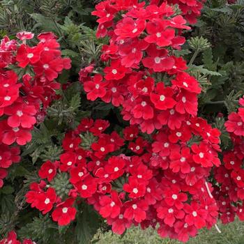 Verbena Lascar&trade; '' (315108)