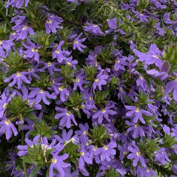 Scaevola aemula Whirlwind&reg; 'Blue' (315109)