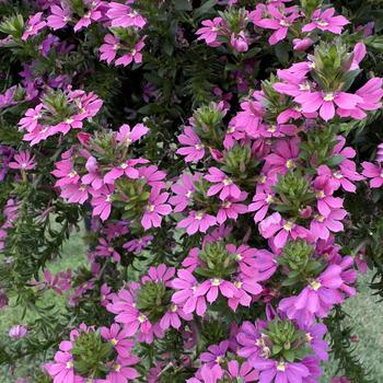 Scaevola Scalora&reg; 'Topaz Pink' (315110)