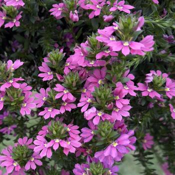 Scaevola Scalora&reg; 'Topaz Pink' (315111)