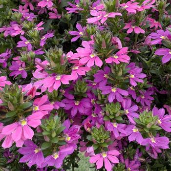 Scaevola 'Wesscaetopi' PP28551P2