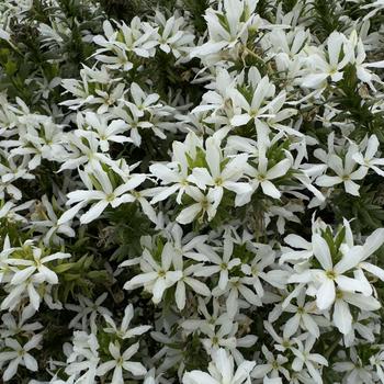 Scaevola Stardiva&trade; '' (315113)