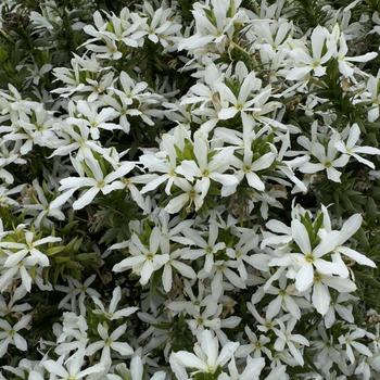 Scaevola Stardiva&trade; '' (315114)