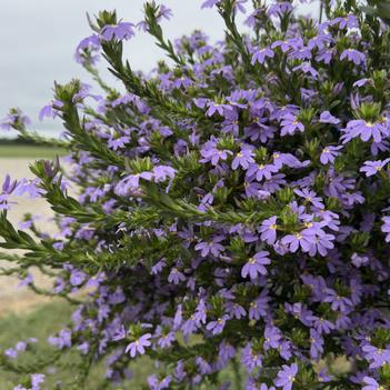 Scaevola aemula 'Scampi Blue'