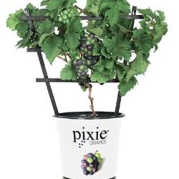 Vitis vinifera 'Pinot Meunier White' 