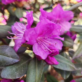 Rhododendron P.J.M. 'Compacta'