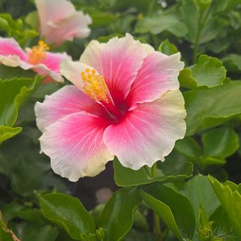 Hibiscus rosa-sinensis 'Series' PPAF