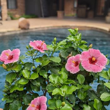 Hibiscus rosa-sinensis Hollywood Hibiscus&reg; 'Golden Globe&trade;' (315150)