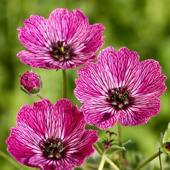 Geranium cinereum