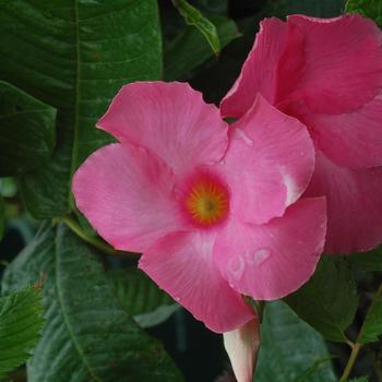 Mandevilla 