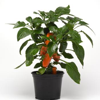 Capsicum annuum 'Fresh Bites Yellow'