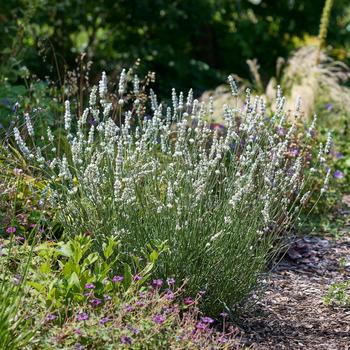 Lavandula x intermedia 'Exceptional' 