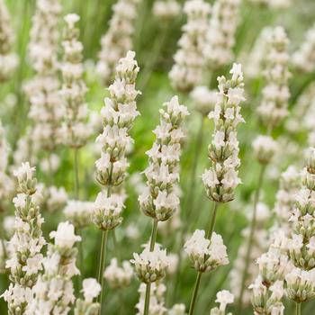 Lavandula x intermedia 'Exceptional' (315204)