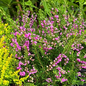 Calluna vulgaris 'Tib' 