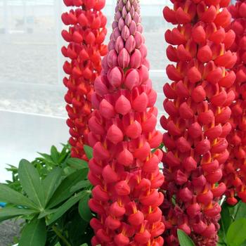 Lupinus polyphyllus 'Beefeater' USPP13643P2