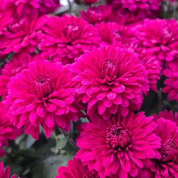 Chrysanthemum x morifolium 'Purple' 
