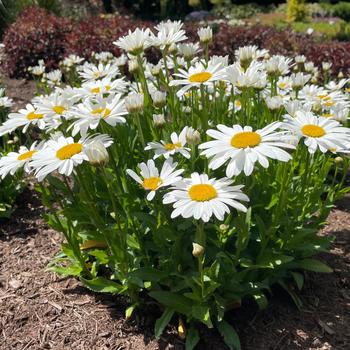 Leucanthemum x superbum 'LaGrande' PP22913P2