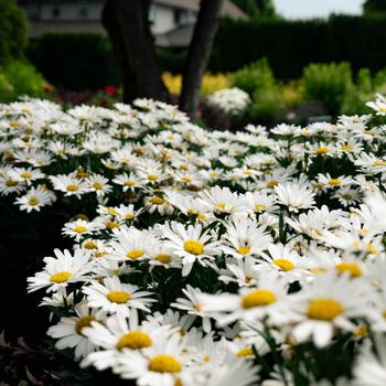 Leucanthemum x superbum Ooh La&trade; 'LaGrande' (315249)