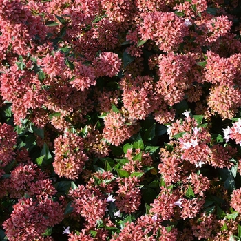 Abelia x grandiflora 'Gretoo' PP19,845